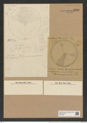 Aulacodiscus lollittianus var. nova-zelandicus Gr. et St. (de-Toni-Nr.: Genus 182, Species 4563) Zeichnungen Sammlung Grunow Nr. 8186 (NHMW-BOT-W0377563)